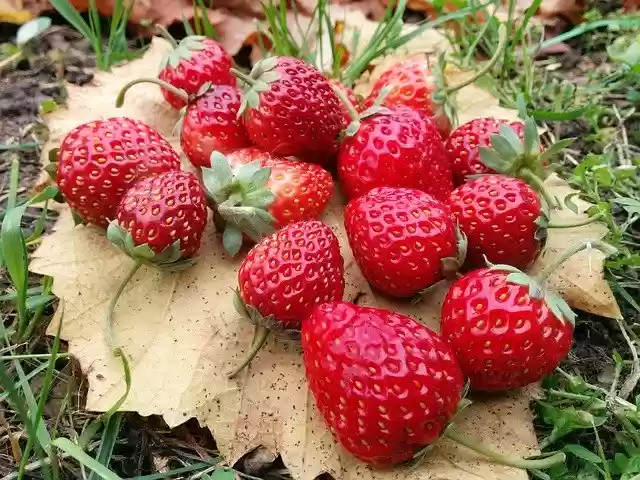 Free download Nature Garden Vegetable -  free free photo or picture to be edited with GIMP online image editor