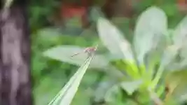 Free download Nature Grass Insects -  free video to be edited with OpenShot online video editor