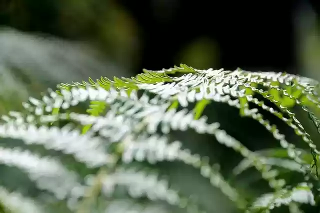 Bezpłatny szablon Nature Green Forest do edycji za pomocą internetowego edytora obrazów GIMP