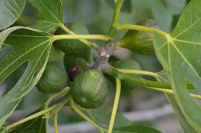 Free download Nature Green Sea Fig -  free photo or picture to be edited with GIMP online image editor