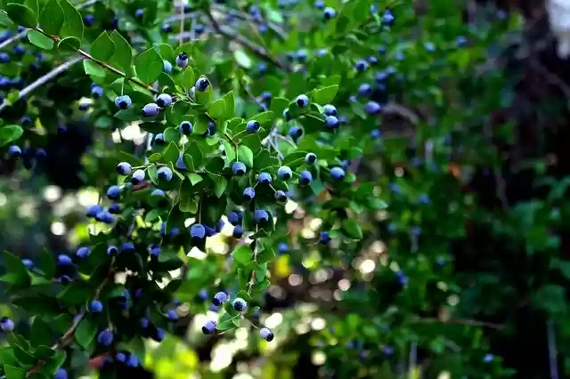 Free download Nature Green Tree -  free free photo or picture to be edited with GIMP online image editor