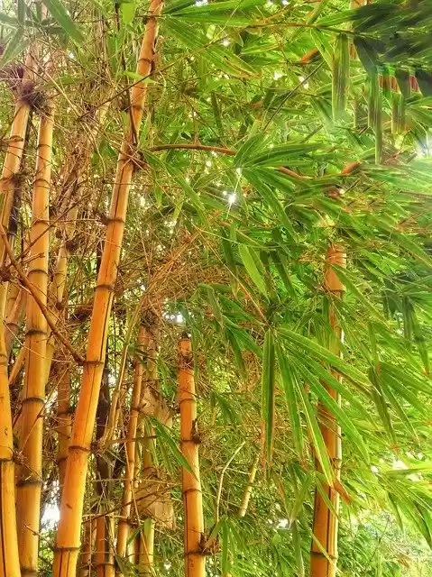 Free download Nature Green Yellow -  free free photo or picture to be edited with GIMP online image editor