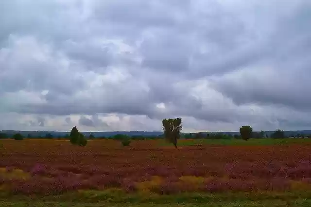 Free download Nature Heide Erika -  free free photo or picture to be edited with GIMP online image editor