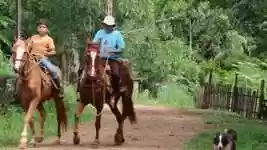 Free download Nature Horse Horses free video to be edited with OpenShot online video editor