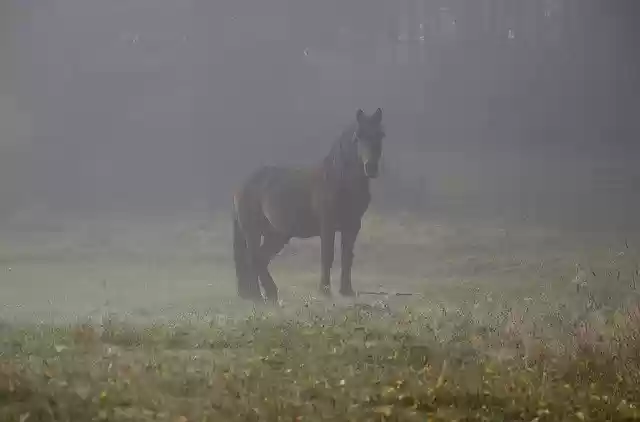 Free download Nature Horse Montenegro free photo template to be edited with GIMP online image editor