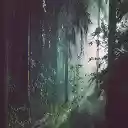 Nature in Black  screen for extension Chrome web store in OffiDocs Chromium