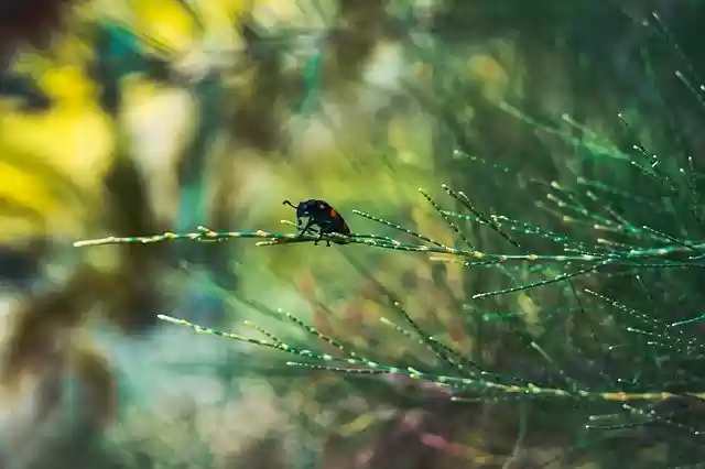 Free download Nature Insect Bug -  free photo or picture to be edited with GIMP online image editor