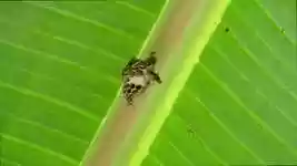 Free download Nature Insect Hive -  free video to be edited with OpenShot online video editor