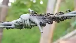 Free download Nature Insects Ants -  free video to be edited with OpenShot online video editor