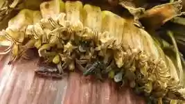 Kostenloser Download Nature Insects Bees - kostenloses Video, das mit dem Online-Videoeditor OpenShot bearbeitet werden kann