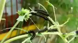 Free download Nature Insects Caterpillars -  free video to be edited with OpenShot online video editor
