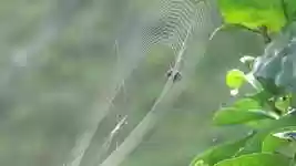 دانلود رایگان Nature Insect Spider - ویدیوی رایگان قابل ویرایش با ویرایشگر ویدیوی آنلاین OpenShot