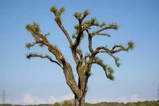 Free download Nature Landscape Weeping -  free free photo or picture to be edited with GIMP online image editor