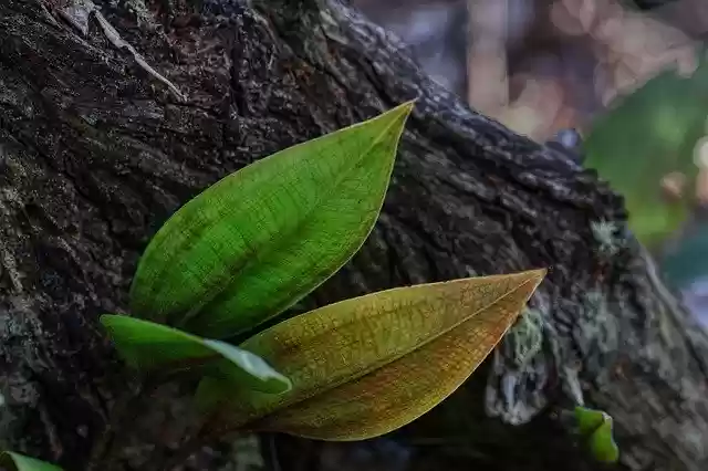 Free download Nature Leaves Forest -  free photo or picture to be edited with GIMP online image editor