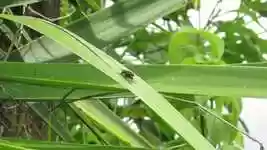 Free download Nature Leaves Insect -  free video to be edited with OpenShot online video editor