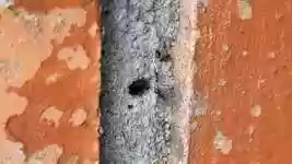 Free download Nature Macro Insects -  free video to be edited with OpenShot online video editor