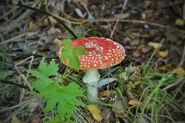 Free download Nature Mushroom -  free photo or picture to be edited with GIMP online image editor