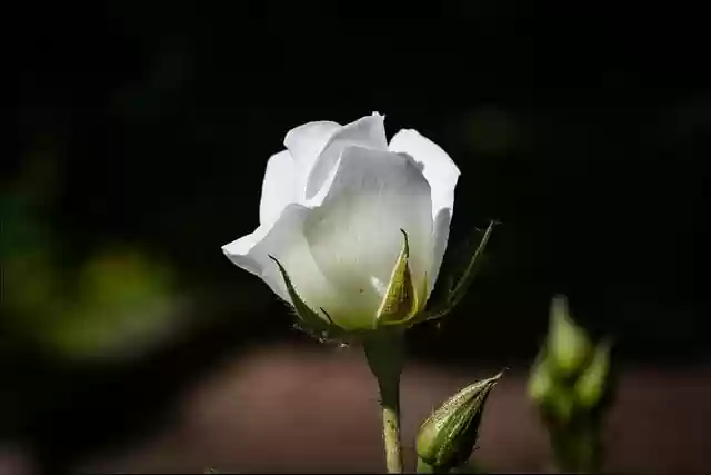 Free download nature outdoors plant flower rose free picture to be edited with GIMP free online image editor