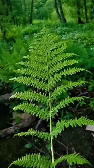 Free download Nature Paprat Serbia free photo template to be edited with GIMP online image editor