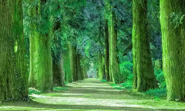 Free download nature path trees forest autumn free picture to be edited with GIMP free online image editor
