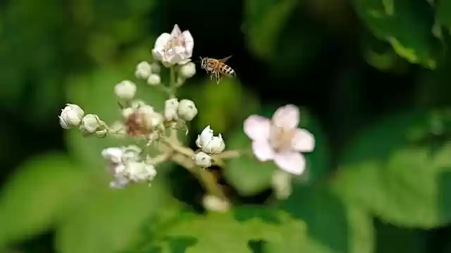 Free download nature plant blossom bloom bee free picture to be edited with GIMP free online image editor