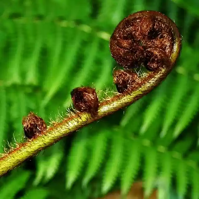 Free download Nature Plant Fern -  free photo or picture to be edited with GIMP online image editor