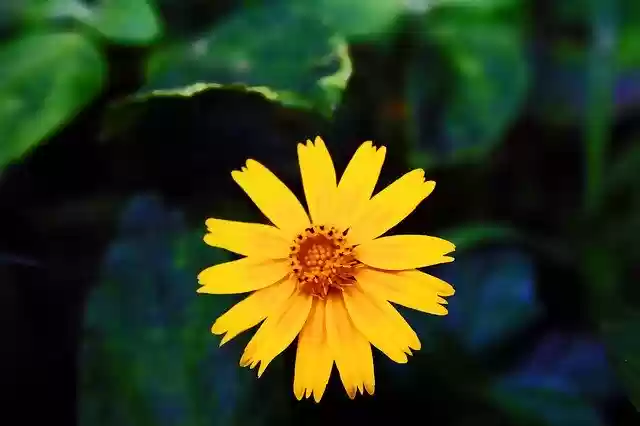 Free download Nature Plant Petal -  free photo or picture to be edited with GIMP online image editor