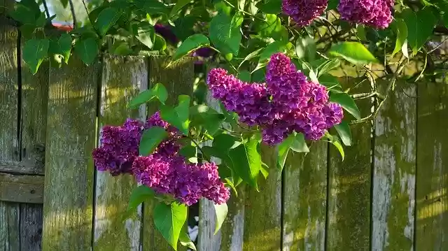 Free download Nature Plants Blossoming -  free photo or picture to be edited with GIMP online image editor