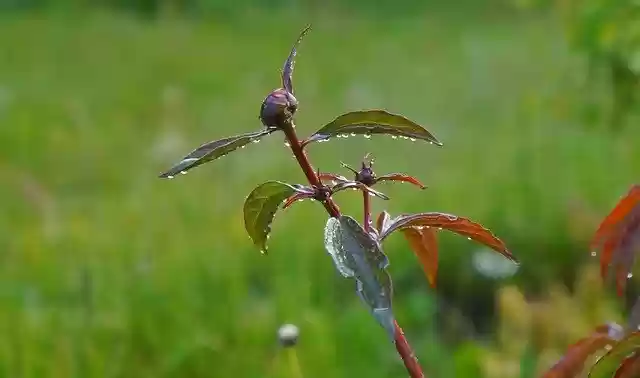 Free download Nature Plants Bud -  free photo or picture to be edited with GIMP online image editor