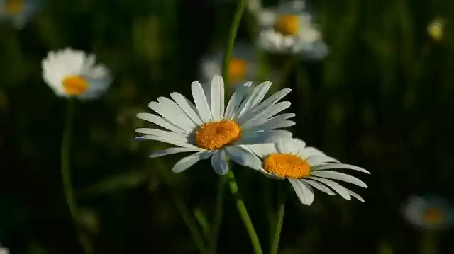 Free download Nature Plants Daisy -  free photo or picture to be edited with GIMP online image editor