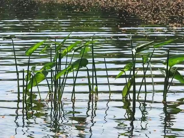 Free download Nature Pond Waterlilies -  free photo or picture to be edited with GIMP online image editor
