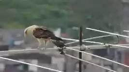 Free download Nature Predator Aguila -  free video to be edited with OpenShot online video editor