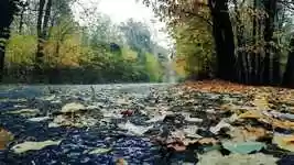 Free download Nature Rain Atmosphere -  free video to be edited with OpenShot online video editor