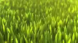 Free download Nature Render Design -  free video to be edited with OpenShot online video editor