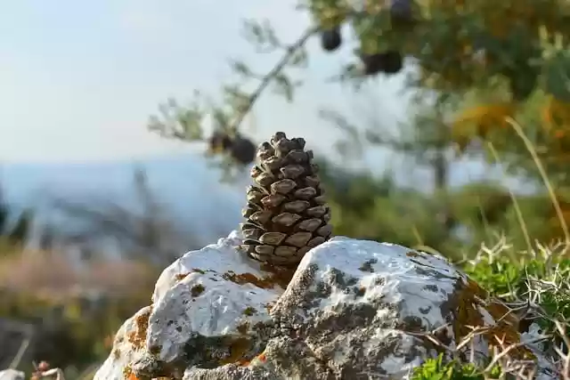 Free download nature rock mountain pinecone free picture to be edited with GIMP free online image editor