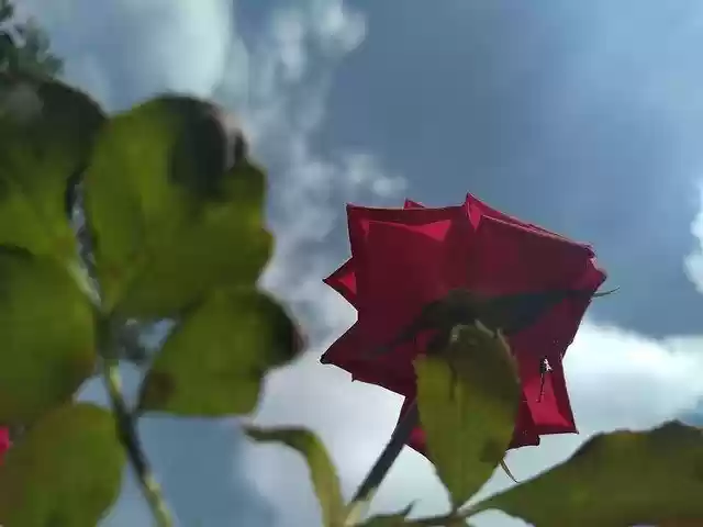 Free download Nature Rosa Plant -  free photo or picture to be edited with GIMP online image editor