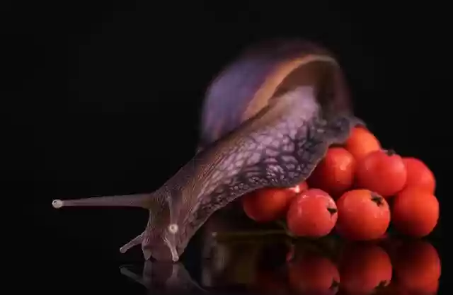 Free download nature rowan berries snail macro free picture to be edited with GIMP free online image editor