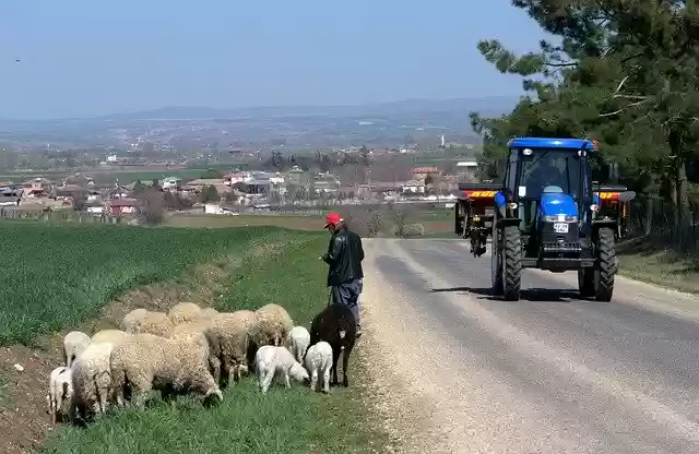 Free download Nature Sheep Shepherd -  free photo or picture to be edited with GIMP online image editor