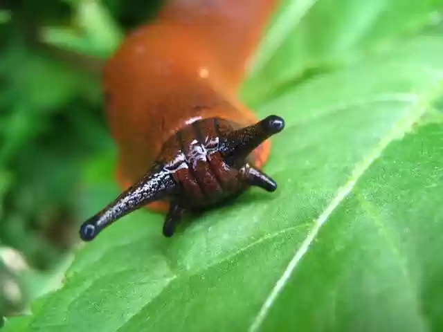 Free download Nature Spring Garden -  free photo or picture to be edited with GIMP online image editor