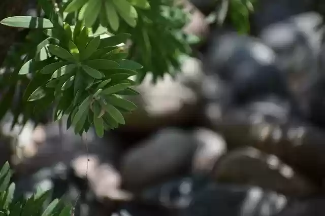 Free download Nature Stone Plant -  free free photo or picture to be edited with GIMP online image editor