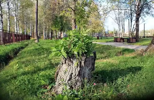 Free download Nature Stump Green -  free photo or picture to be edited with GIMP online image editor