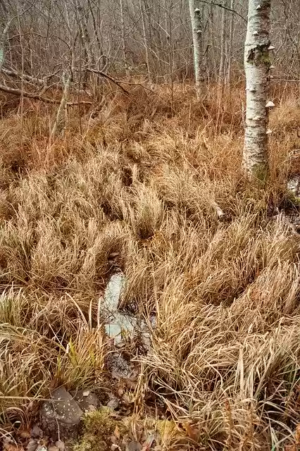 Free download Nature Swamp Landscapes -  free photo or picture to be edited with GIMP online image editor
