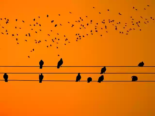 Free download Nature The Birds Swarming -  free illustration to be edited with GIMP free online image editor