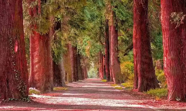Free download nature trees red forest landscape free picture to be edited with GIMP free online image editor