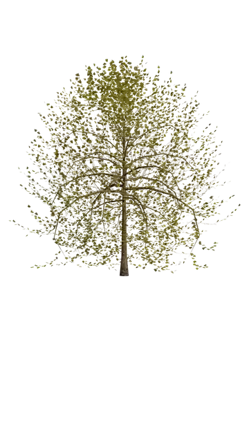 Free download Nature Tree Transparent -  free illustration to be edited with GIMP free online image editor