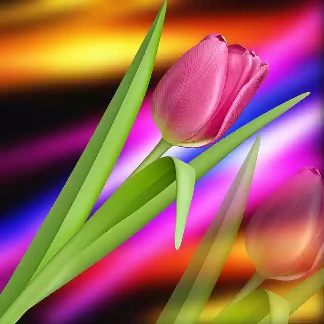 Free download Nature Tulip Colors -  free illustration to be edited with GIMP free online image editor