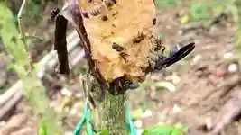 Free download Nature Various Insects Macro -  free video to be edited with OpenShot online video editor