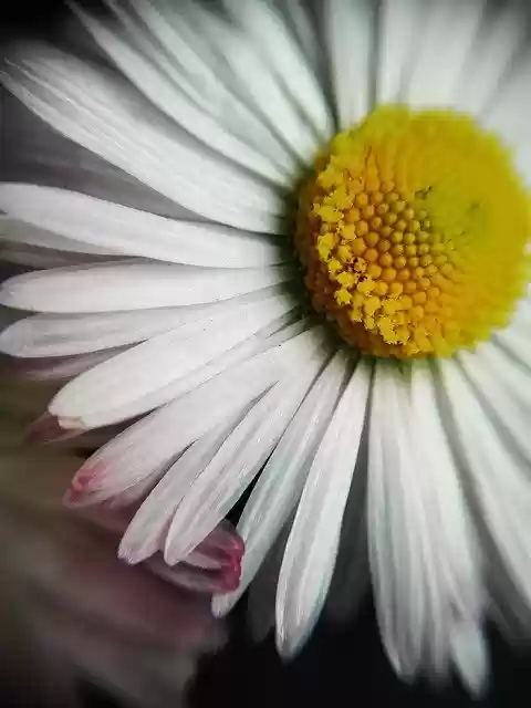 Free download Nature Vegetation Plants -  free photo or picture to be edited with GIMP online image editor