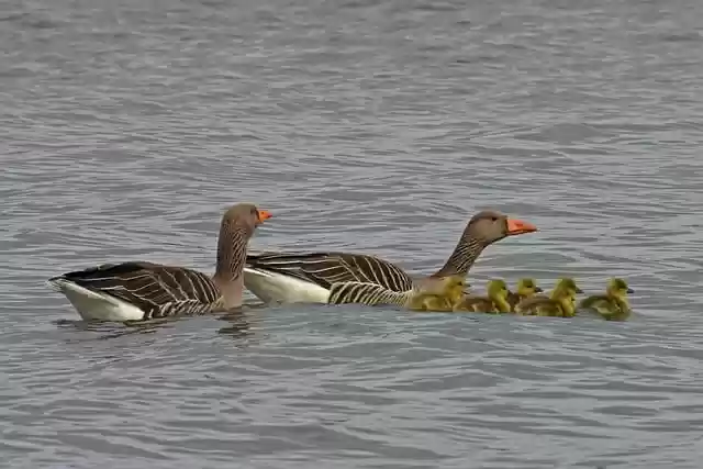 Free download nature water bird greylag goose free picture to be edited with GIMP free online image editor