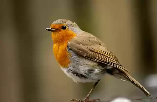Free download nature wild life bird ornithology free picture to be edited with GIMP free online image editor